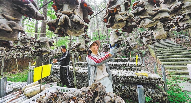 量发展产业调研】林下生金冰球突破游戏网站